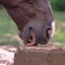 Close up of Horse licking a block