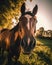 Close-up of a horse looking at the camera in a meadow at sunset. created with Generative AI technology.