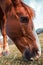 Close up of horse muzzle grazing grass