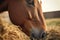 close-up of horse muzzle nibbling hay from ground