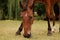 close-up of a horse nibbling grass in autumn on a meadow