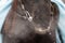 Close-up of horse nostrils nd lips on a frosty winter day. Steam from the horse's mouth.