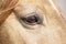 Close up of horse\'s eye.