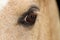 Close-up of a horse`s eye with a deep look, competition aniaml