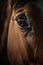 A close-up of a horse\\\'s eye, highlighting its beauty and majestic nature AI generated