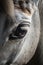 A close-up of a horse\\\'s eye, highlighting its beauty and majestic nature AI generated