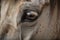 A close-up of a horse\\\'s eye, highlighting its beauty and majestic nature AI generated