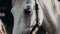 A close up of a horse& x27;s face with a woman in the background. Generative AI image.