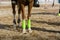 Close Up of Horse`s Feet Covered in Green Before a Race at the R