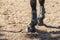 Close-up of a horse`s foot. The horse has orthosis and hoof protection on the leg