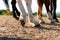 Close-up of a horse`s hind legs and hooves in resting position on a horse pasture paddock at sunset. Typical leg position.