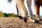 Close-up of a horse`s hind legs and hooves in resting position on a horse pasture paddock at sunset. Typical leg position.