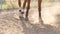 Close-up of a horse`s hoof in the dust at sunset.