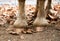 Close up of a horse`s hooves