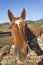 A close up of a horse on the wall of a meadow