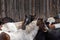 Close up of horses grooming each other in front of the rustic wood wall of an old barn.