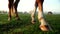 Close up horses legs on green grass at farm ranch. Horse grazing on pasture