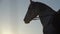 Close up of horses muzzle against the blue sky . Slow motion. Close up