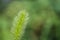 Close up of horsetail grass