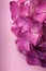 Close up of hortensia flower