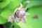 A close up of a Hosta bud with little water drops on the petals