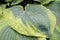 Close up of an hosta leaf