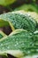 Close up of hosta leaves with water drops