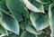 close up of hosta plant leaves growing in a garden. shade tolerant flowers for a backyard.