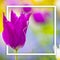 Close up hoto of Pink violet tulip. It is beautiful nature background with flower and blurred background. There is a white square