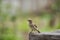 Close up house sparrow with green blur background