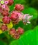 Close up Housefly on Milkweed flower