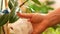 Close-up of a housekeeper`s hand wiping dust from indoor plants with a rag. Growing an ornamental evergreen indoor palm. Daily hou