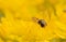 A close up of a hover-fly landed on a yellow flower