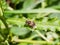 Close up of hover fly on leaf Syrphidae