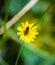 Close up of a hover fly pollinating on yellow flower