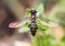 Close-up of a Hover Fly (Syrphidae) perched on a flower with wings extended