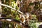 Close up of a howler monkey at the zoo walking over tree branches.