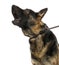 Close-up of a howling Belgian shepherd dog on leash