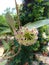 Close up Hoya cumingiana blooms in clusters of yellow star shaped flowers