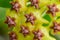 close up of Hoya cumingiana flowers .