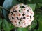 Close Up of Hoya Plant Flower