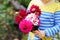 Close-up of huge bouquet of blossoming red and pink dahlia flowers holding in hands of little toddler girl. Close up of