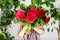 Close-up of huge bouquet of blossoming red and pink peony flowers holding in hands of little toddler girl. Close up of