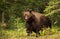 Close-up of a huge European brown bear male in boreal forest