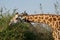 Close-up of a huge giraffe eating in the bush