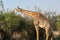 Close-up of a huge giraffe eating in the bush