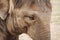 Close-up of the huge head of an elephant