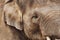 Close-up of the huge head of an elephant