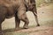 Close-up of the huge head of an elephant