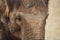 Close-up of the huge head of an elephant